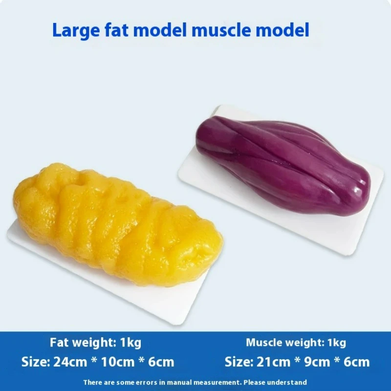 Réplicas de Músculos e Gordura - Nutrition And Fitness avaliação e preço