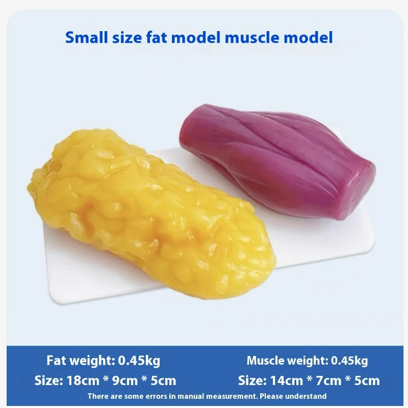 Réplicas de Músculos e Gordura - Nutrition And Fitness avaliação e preço